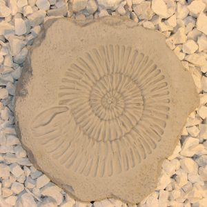 Ammonite Stepstone Ag