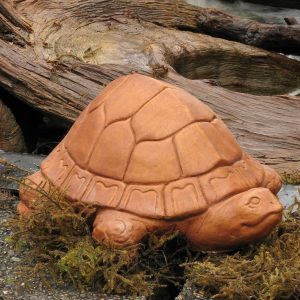 Small Tortoise Tc